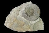 Bathonian Ammonite (Procerites) Fossil - France #152755-1